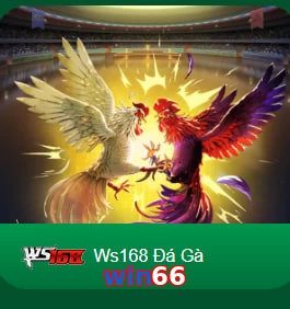 win66